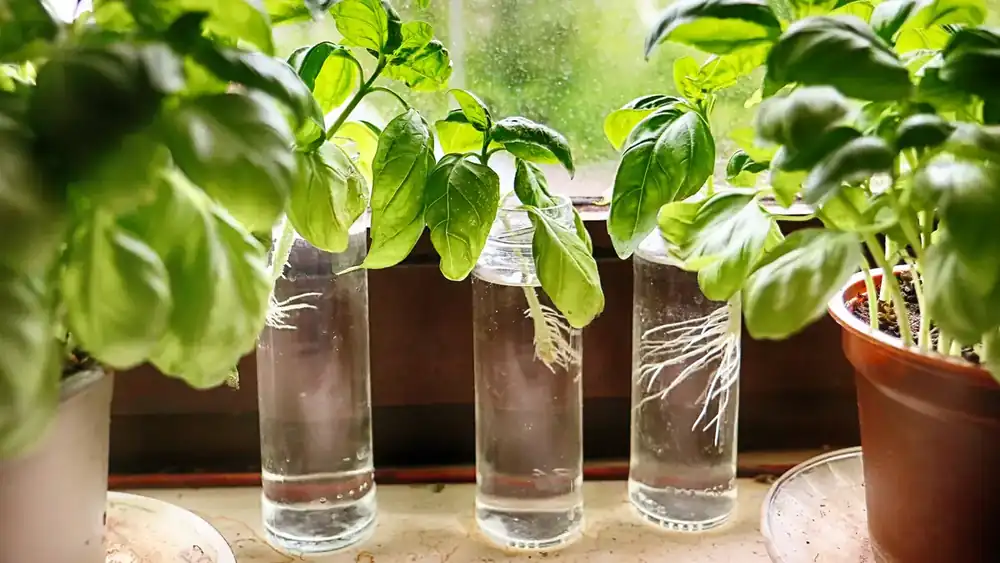 Basilikumstecklinge bewurzeln im Wasserglas